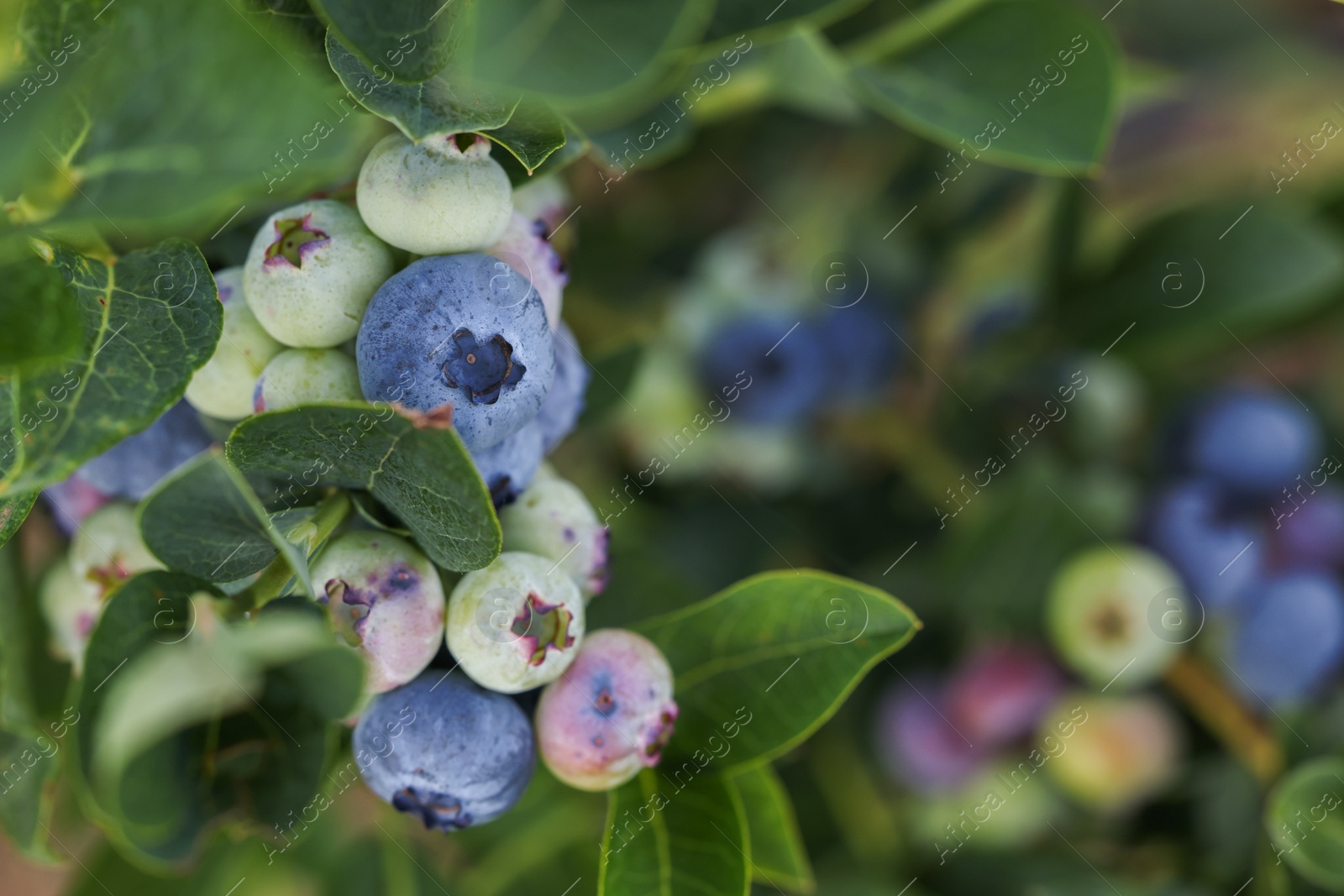 Photo of Wild blueberries growing outdoors, closeup and space for text. Seasonal berries