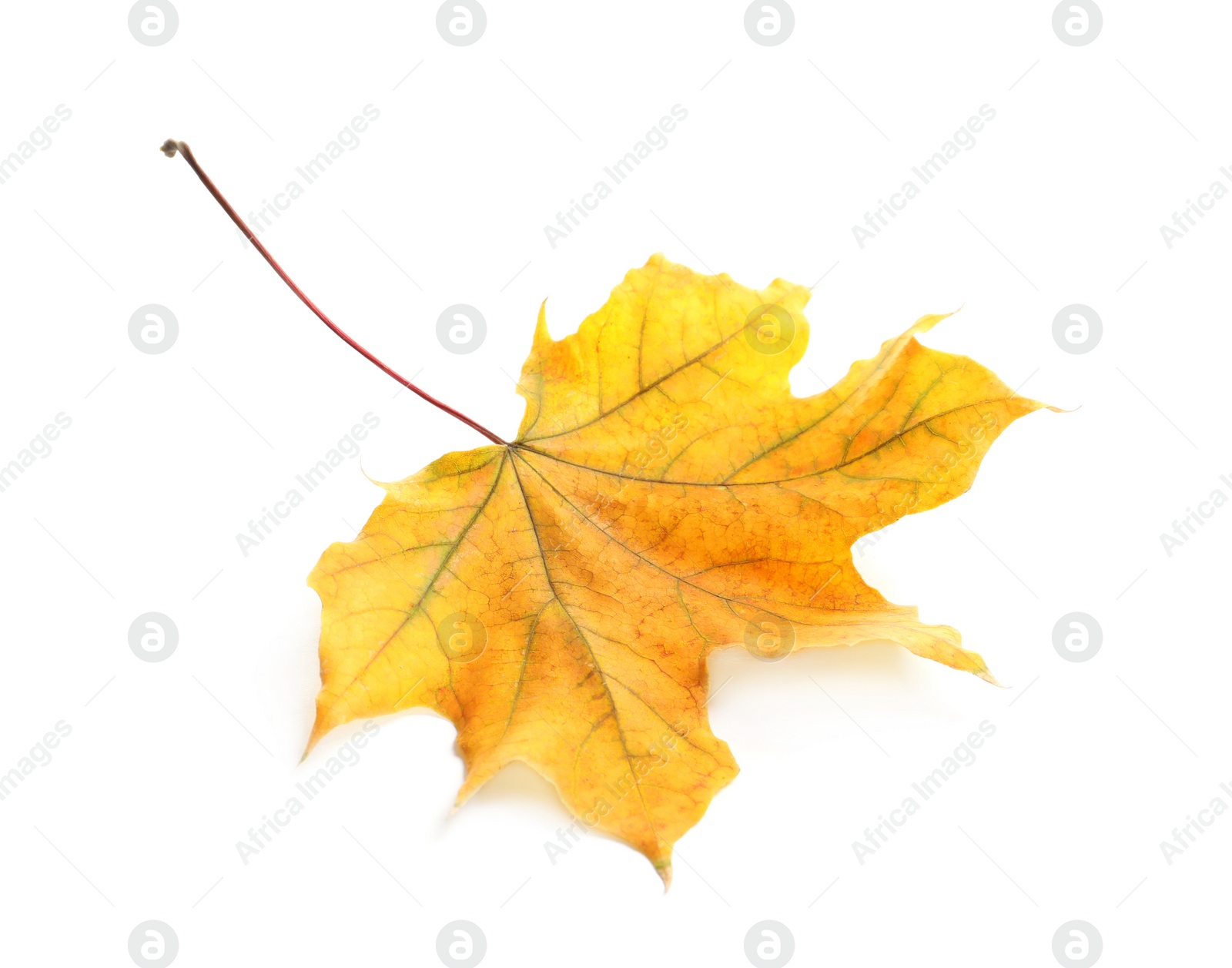 Photo of Beautiful autumn leaf on white background. Fall foliage