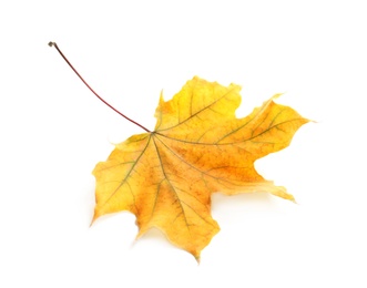 Photo of Beautiful autumn leaf on white background. Fall foliage