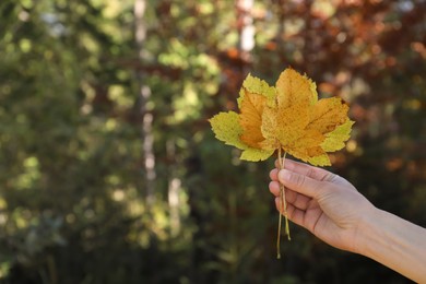 Photo of Woman holding beautiful leaves outdoors on autumn day, closeup. Space for text