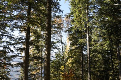 Photo of Picturesque view of beautiful coniferous forest on sunny day