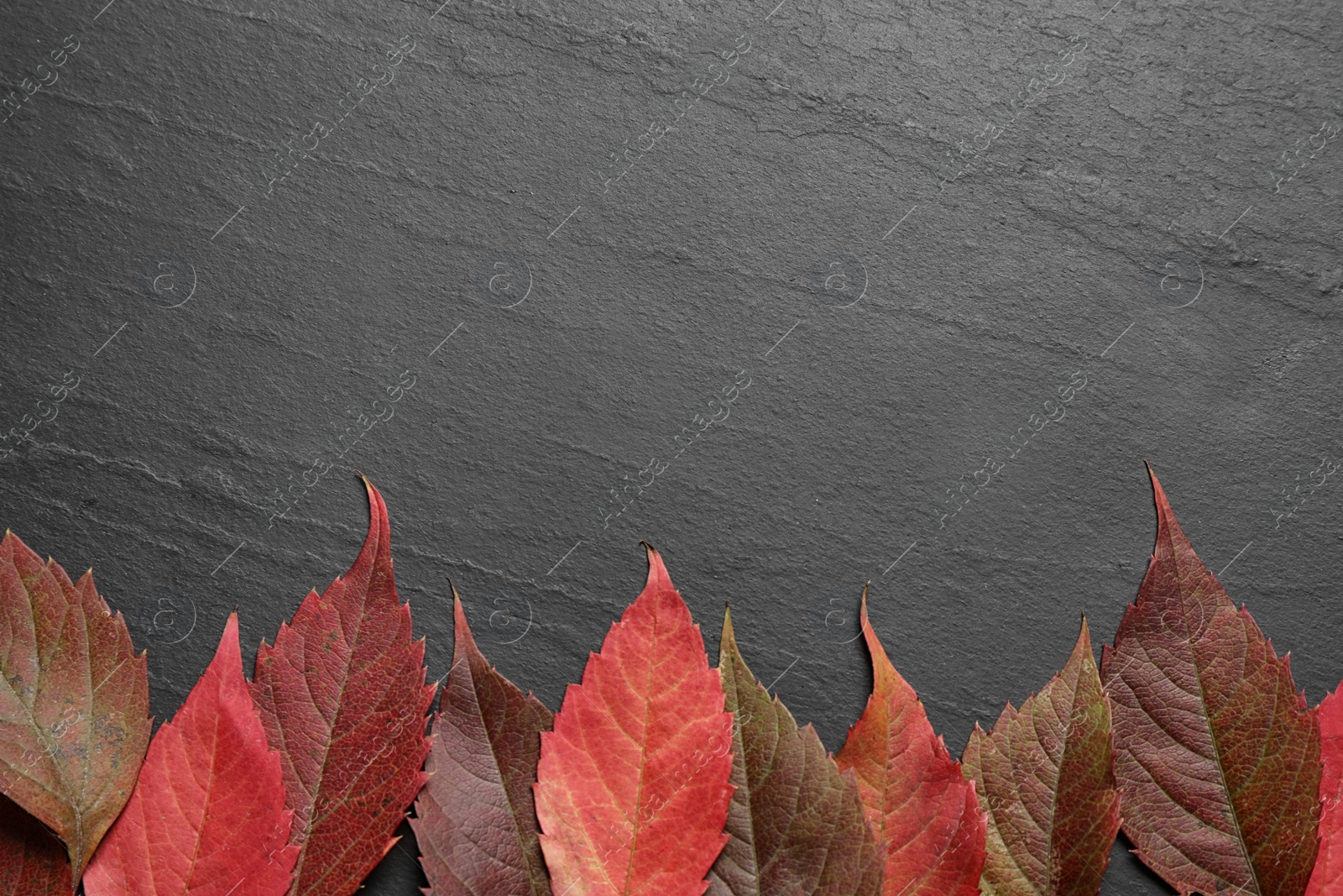 Photo of Flat lay composition with autumn leaves on dark grey stone background. Space for text