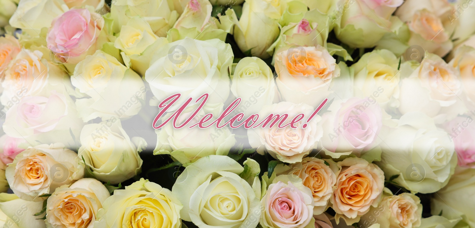 Image of Welcome card. Bouquet of beautiful roses and word, closeup. Banner design