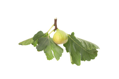 Photo of Whole tasty green fig with leaves isolated on white