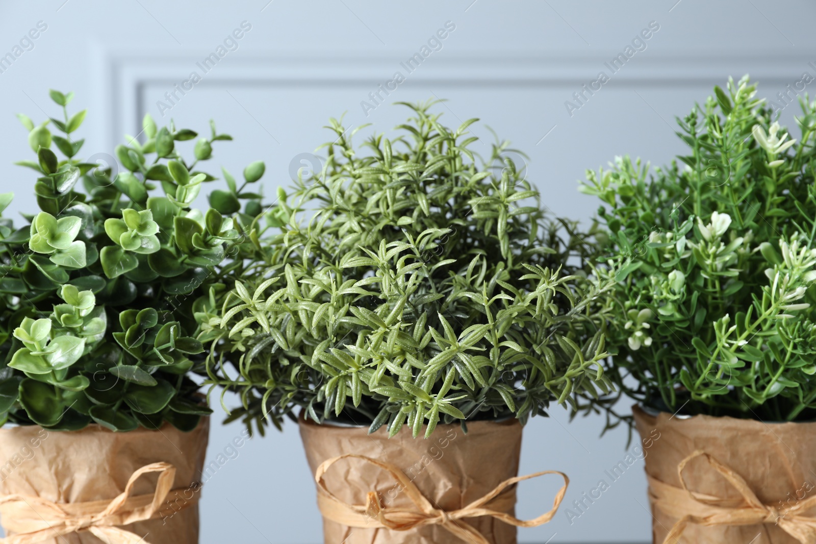 Photo of Different aromatic potted herbs near light grey wall, closeup