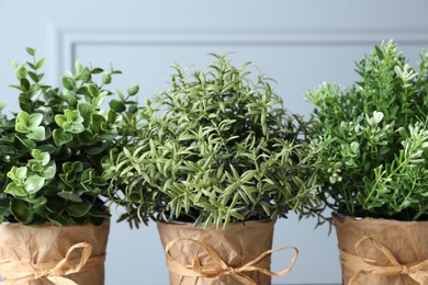 Different aromatic potted herbs near light grey wall, closeup