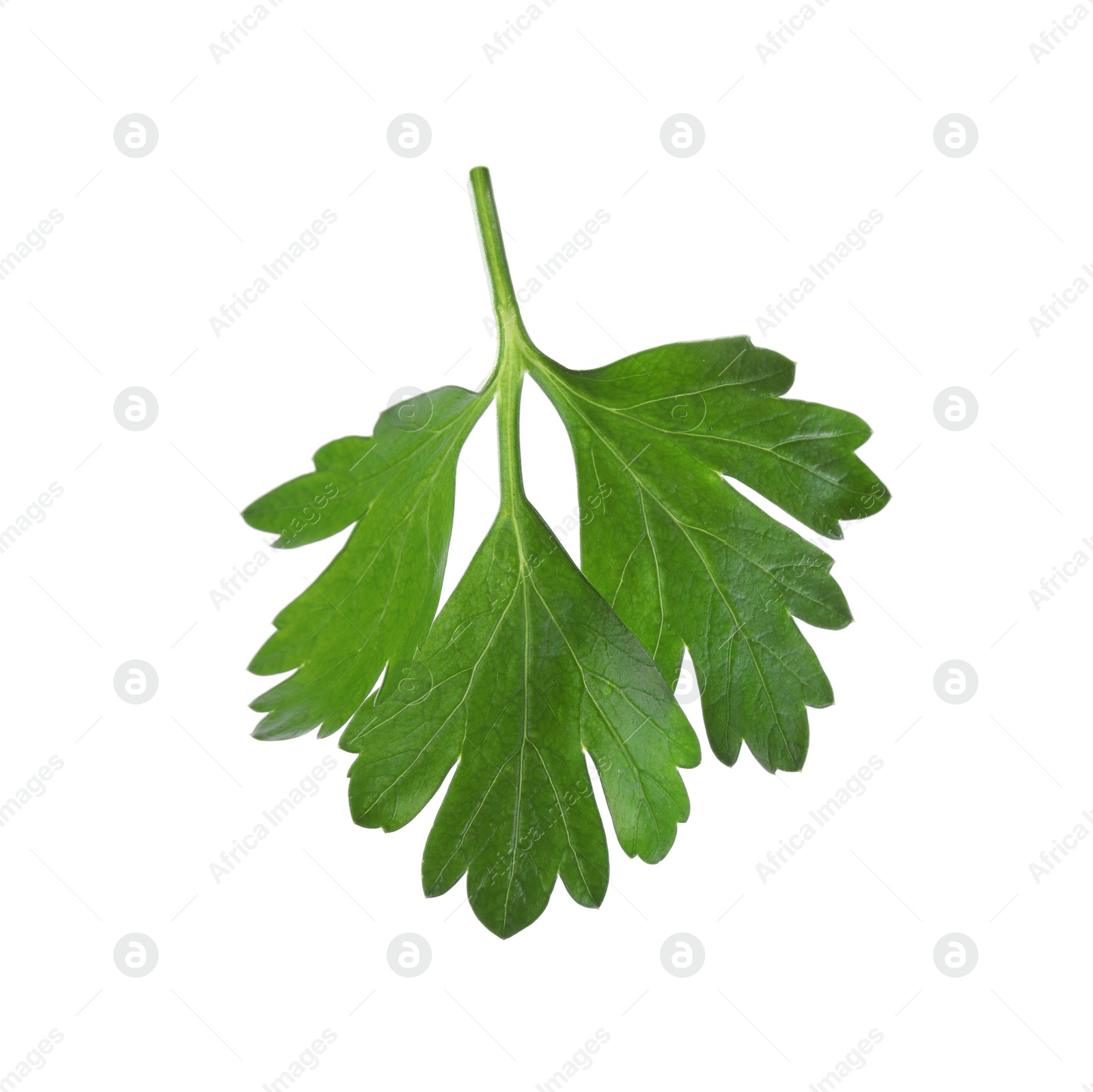 Photo of Aromatic fresh green parsley isolated on white