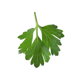 Photo of Aromatic fresh green parsley isolated on white