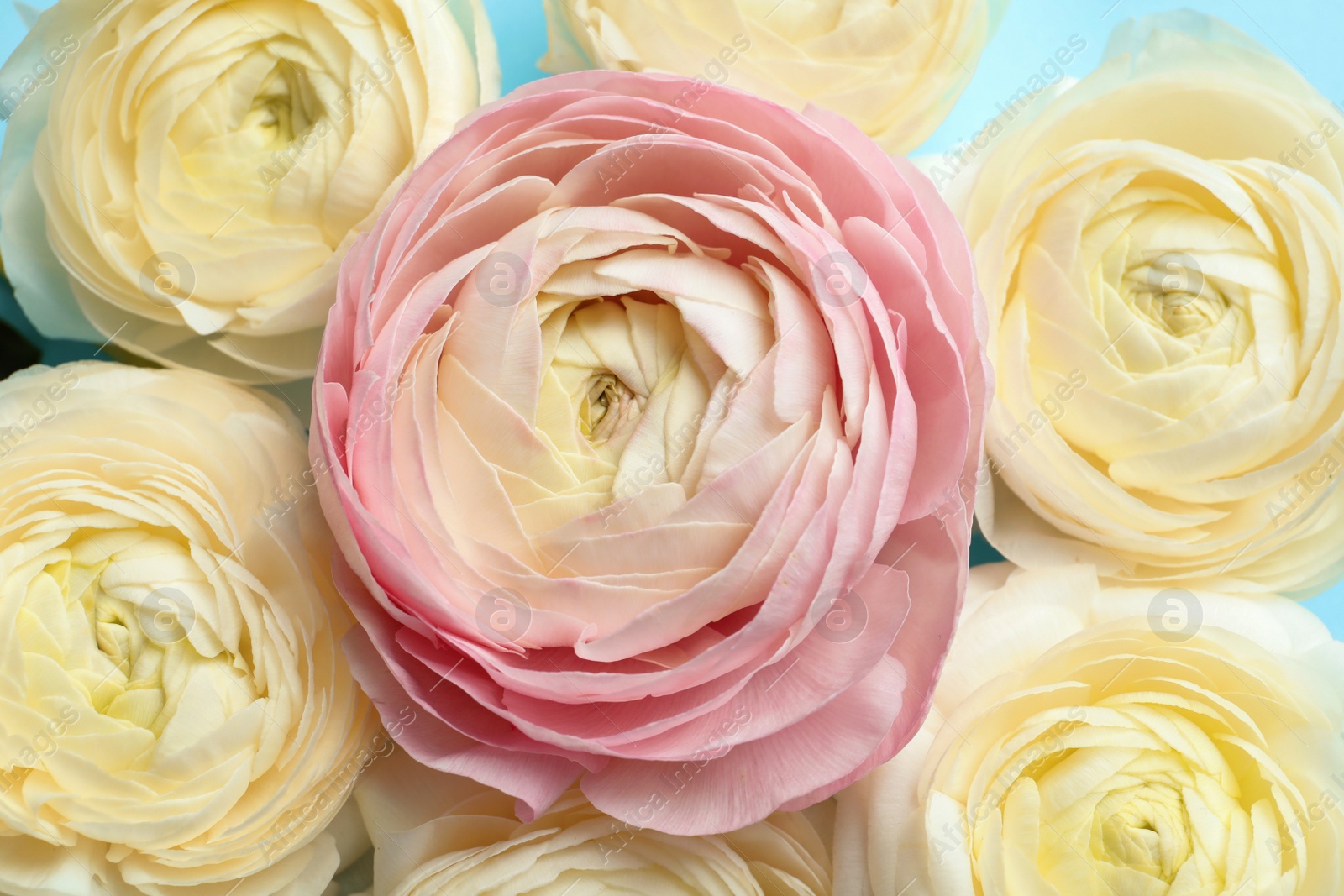 Photo of Beautiful ranunculus flowers, closeup