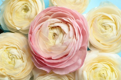 Beautiful ranunculus flowers, closeup