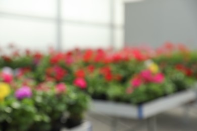 Photo of Blurred view of garden center with many different blooming plants