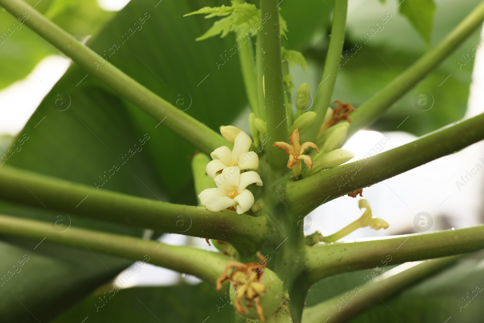 Photo of Blossoming papaya tree in greenhouse, closeup view