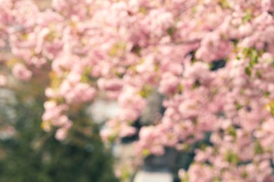 Blurred view of beautiful tree with pink blossom outdoors. Bokeh effect