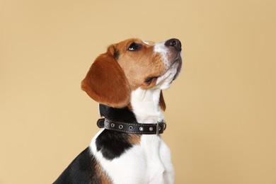 Photo of Adorable Beagle dog in stylish collar on beige background