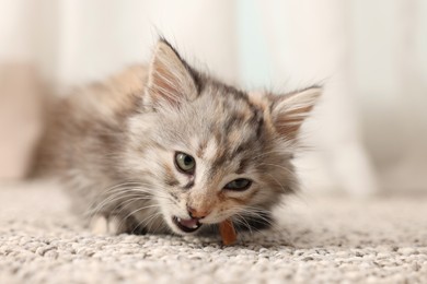 Photo of Cute fluffy kitten eating snack stick at home