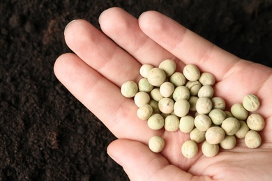 Photo of Woman holding pile of peas over soil, closeup. Vegetable seeds planting
