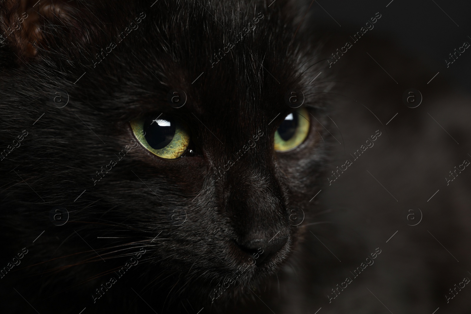 Photo of Black cat with beautiful eyes on dark background, closeup