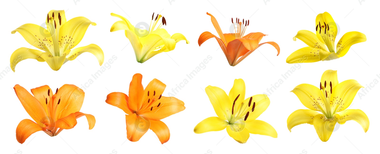 Image of Set of beautiful blooming lilies on white background. Banner design