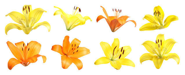 Image of Set of beautiful blooming lilies on white background. Banner design