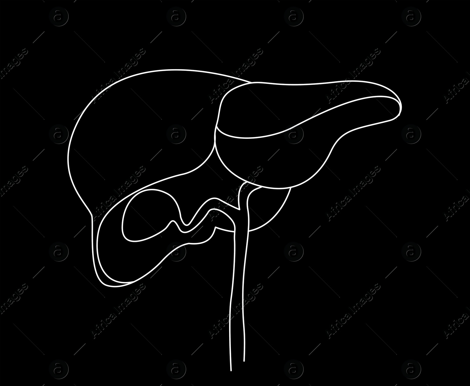 Illustration of  liver on black background. Human anatomy 