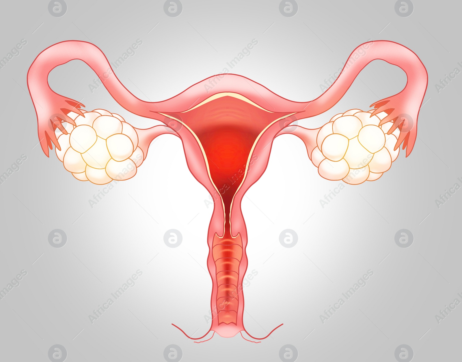 Image of Female reproductive system on light grey gradient background, illustration