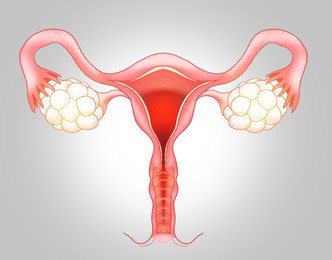Image of Female reproductive system on light grey gradient background, illustration