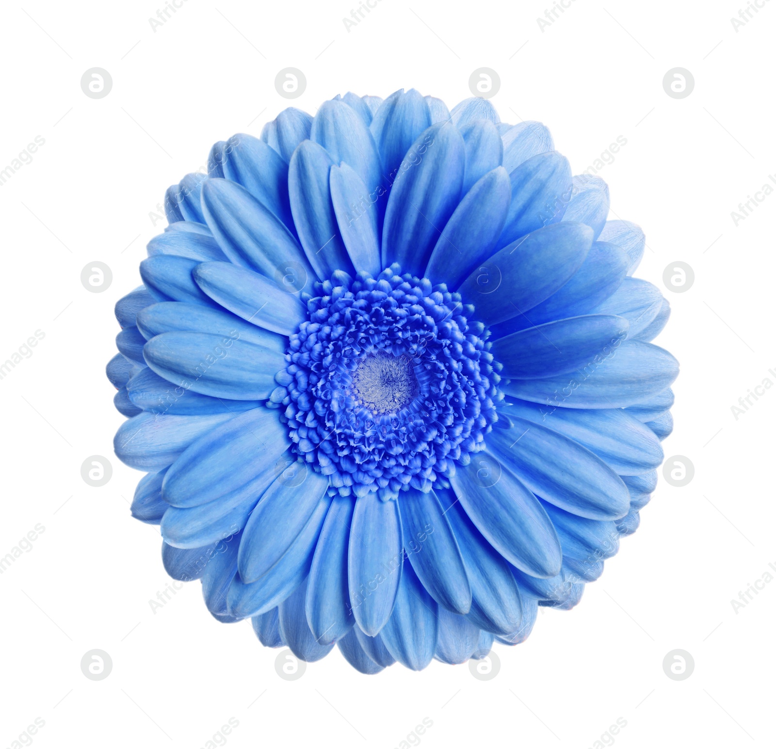 Image of Beautiful blue gerbera flower on white background