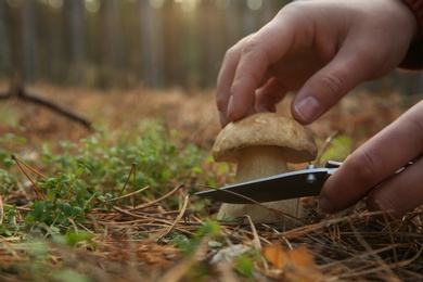 Photo of Man cutting porcini mushroom with knife in forest, closeup