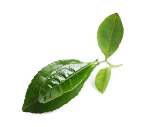 Photo of Green leaves of tea plant isolated on white