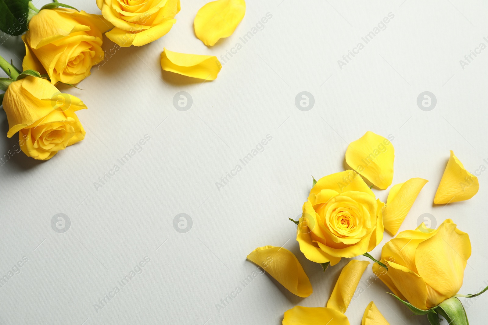 Photo of Beautiful yellow roses on light grey background, flat lay. Space for text