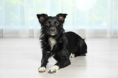 Photo of Cute dog lying on floor in room