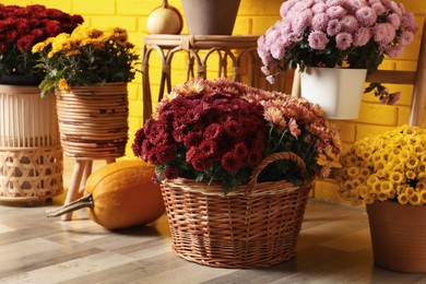 Photo of Beautiful potted fresh chrysanthemum flowers and pumpkins near yellow brick wall