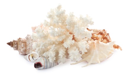 Photo of Beautiful exotic sea coral and shells on white background