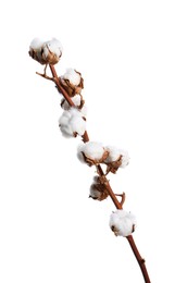 Photo of Dried cotton branch with fluffy flowers isolated on white