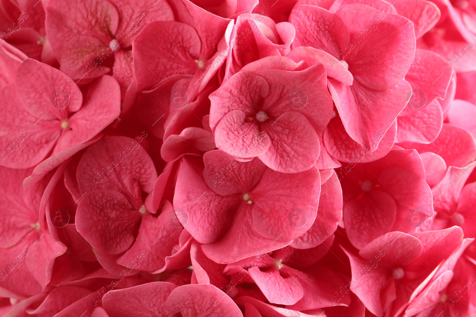 Photo of Beautiful pink hortensia flowers as background, closeup