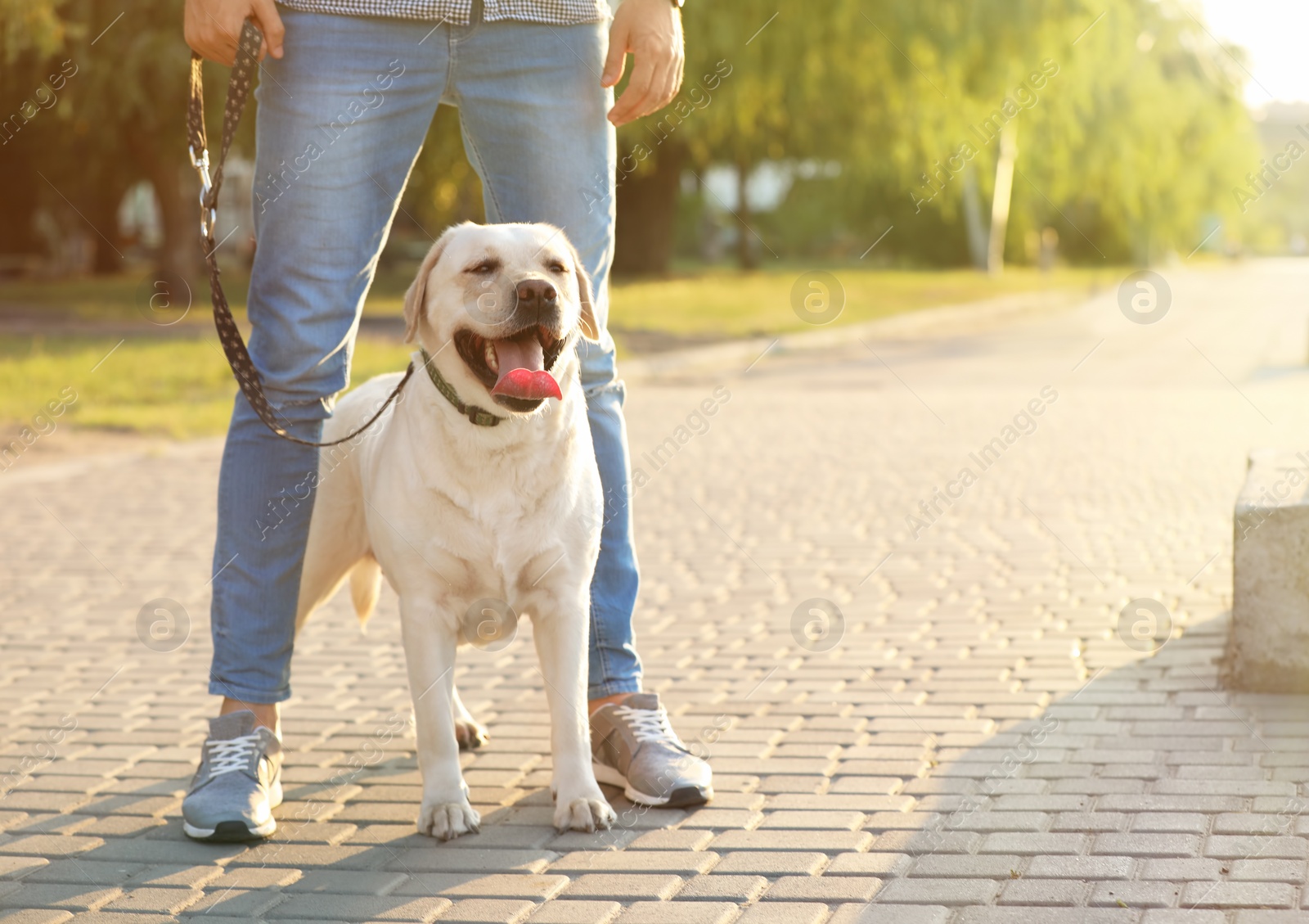 Photo of Owner walking his yellow labrador retriever outdoors