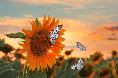Image of Beautiful butterflies flying near sunflower in field at sunset