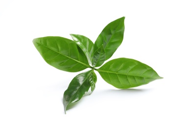 Photo of Fresh green coffee leaves isolated on white