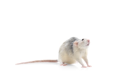 Cute rat on white background. Small rodent