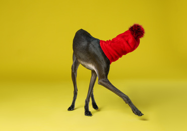 Photo of Italian Greyhound dog wearing funny hat on yellow background
