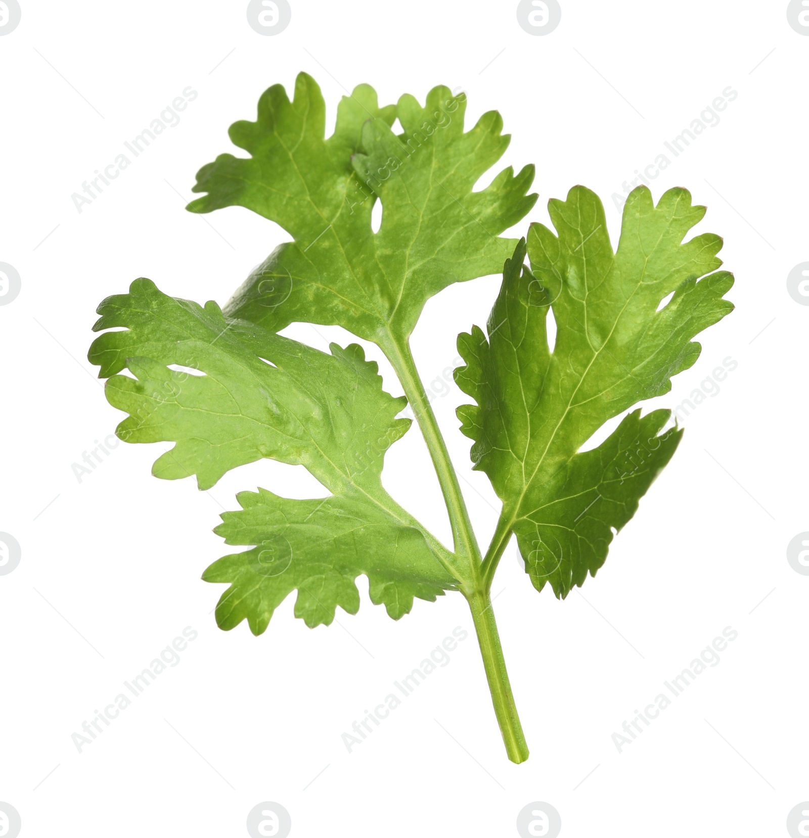 Fresh green coriander leaves isolated on white Photo of Fresh green coriander leaves isolated on white