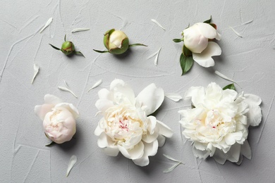 Beautiful blooming peony flowers on grey background, top view