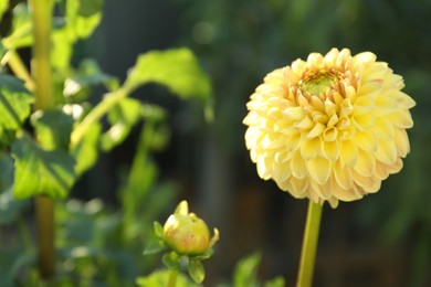 Photo of Beautiful blooming yellow dahlia flower outdoors on sunny day