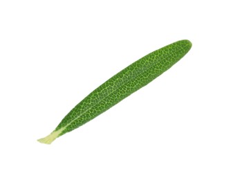 Photo of Leaf of fresh rosemary isolated on white