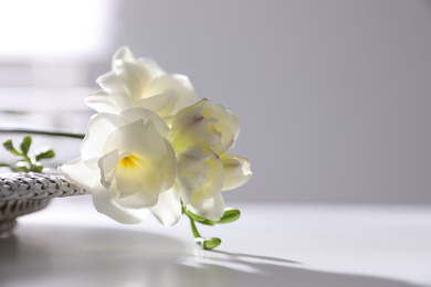 Photo of Beautiful freesia flowers on white table indoors, closeup. Space for text