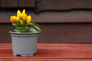 Photo of Capsicum Annuum plant. Potted yellow chili pepper on wooden table outdoors, space for text