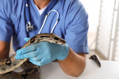 Photo of Male veterinarian examining boa constrictor in clinic, closeup