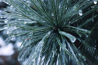 Photo of Pine branch in ice glaze outdoors on winter day, closeup