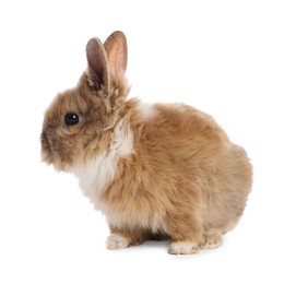 Photo of Cute fluffy pet rabbit isolated on white