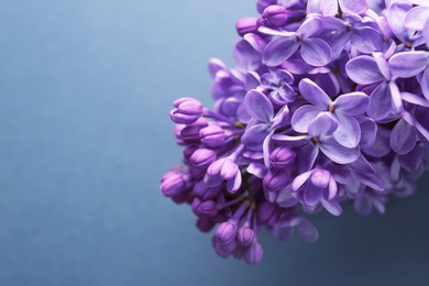 Photo of Beautiful blossoming lilac on grey background. Spring flowers